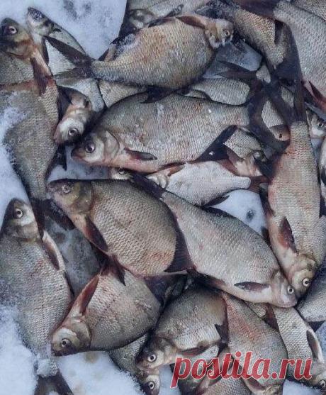 Лещ. Как его ловить зимой днём и ночью