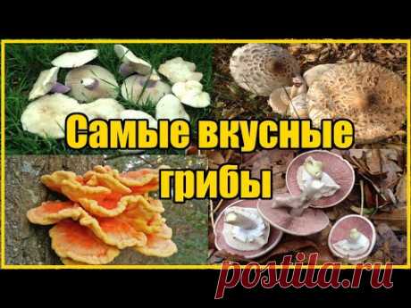 ВИДЫ ОСЕННИХ ГРИБОВ / ГДЕ И КАК СОБИРАТЬ
