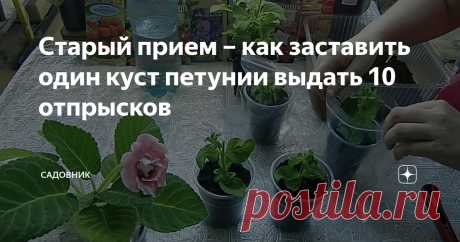 Старый прием – как заставить один куст петунии выдать 10 отпрысков Покупаю не более 2 горшков симпатичной петунии, чуть её выращиваю и перехожу к магическому процессу