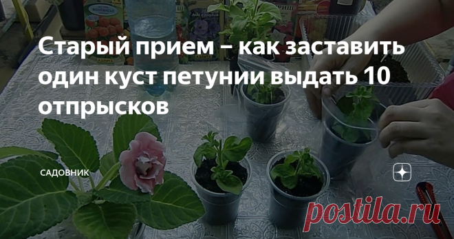 Старый прием – как заставить один куст петунии выдать 10 отпрысков Покупаю не более 2 горшков симпатичной петунии, чуть её выращиваю и перехожу к магическому процессу
