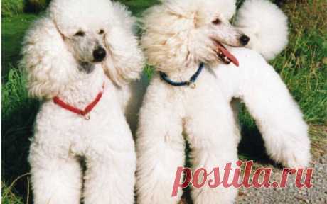 Os 10 cachorros pequenos mais amados e preferidos do Brasil - Curiosidades - iG