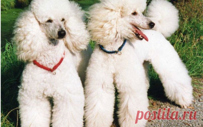 Os 10 cachorros pequenos mais amados e preferidos do Brasil - Curiosidades - iG