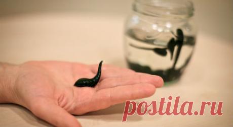 Лечение пиявками при псориазе, точки