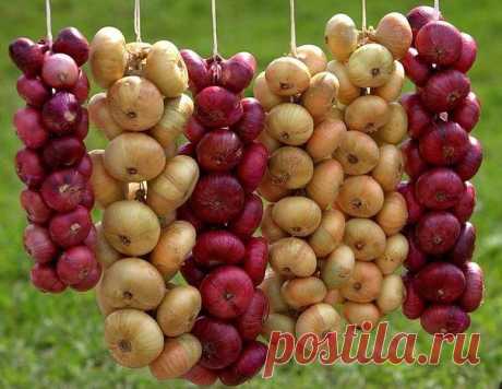 Зачем луку чай?