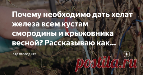 Почему необходимо дать хелат железа всем кустам смородины и крыжовника весной? Рассказываю как повысить урожайность.
