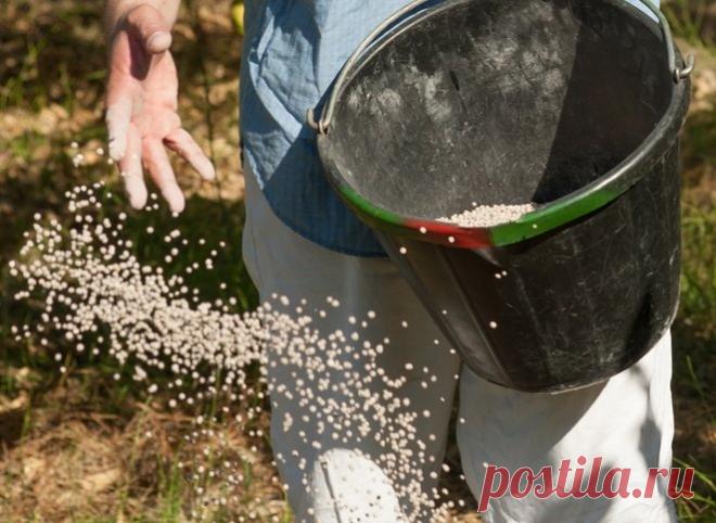 Осенняя подкормка сада | В саду (Огород.ru)