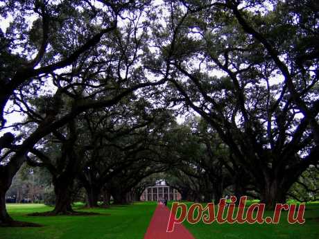 Oak Tree Alley | Flickr - Photo Sharing!
