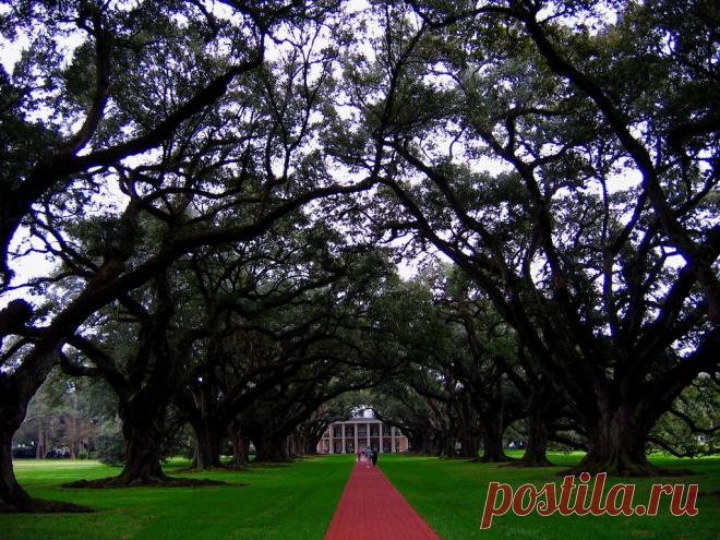 Oak Tree Alley | Flickr - Photo Sharing!