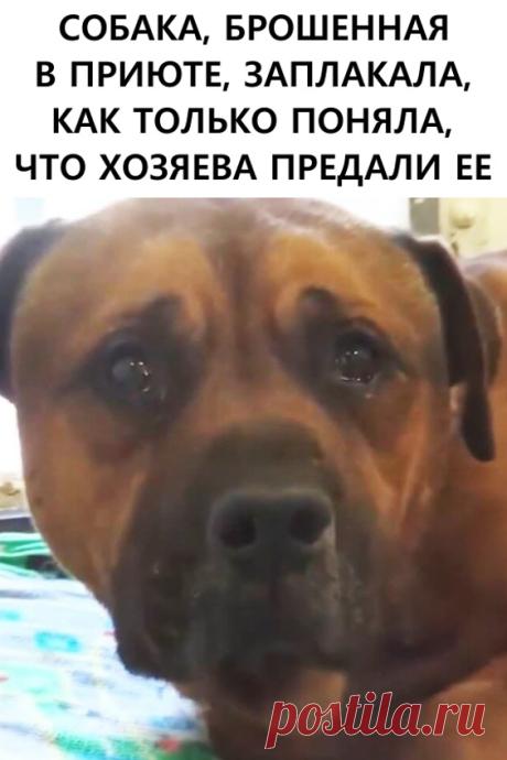 Собака, брошенная в приюте, заплакала, как только поняла, что хозяева предали ее