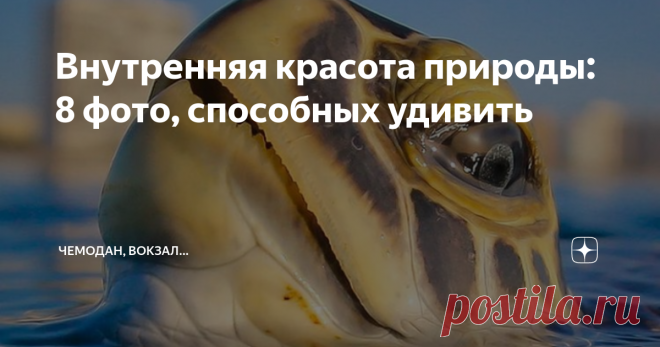 Внутренняя красота природы: 8 фото, способных удивить Посмотрите, какими потрясающими бывают фотографии природы и диких животных. Присоединяйтесь к нашему каналу, чтобы читать интересные и познавательные подборки каждый день. Мы выбираем только качественный контент и не тратим вашего времени впустую. Листайте дальше и убедитесь самостоятельно в том, что природа может по настоящему захватывать внимание и поражаться своей уникальной и первозданной красотой. 1. Глоток свежего...