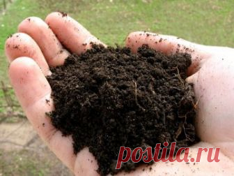 Какие растения растут на кислых почвах: цветы, овощи, деревья и кустарники