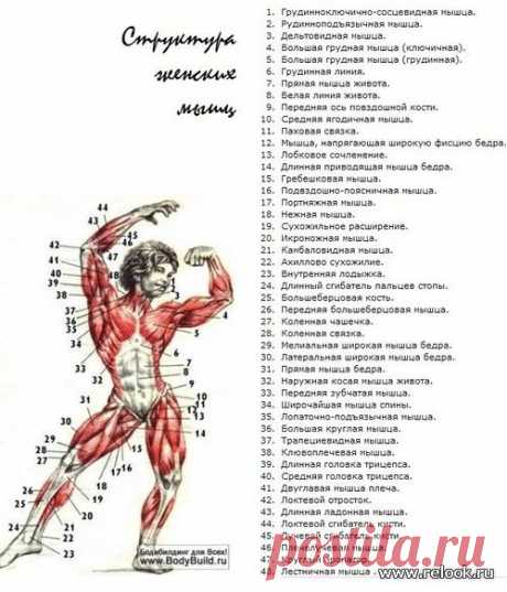 упражнения для груди с отягощением.