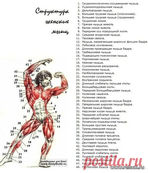упражнения для груди с отягощением.
