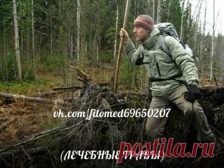 ЛЕЧЕБНЫЕ ТРАВЫ- Лечение народной медициной | ЗОЖ
