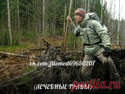 ЛЕЧЕБНЫЕ ТРАВЫ- Лечение народной медициной | ЗОЖ