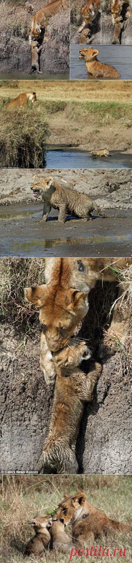 Львица помогла львенку перебраться через реку