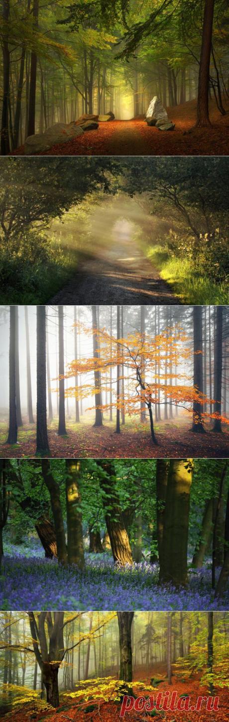 Лесные сказки в фотография Килиана Шёнбергера (Kilian Schonberger)