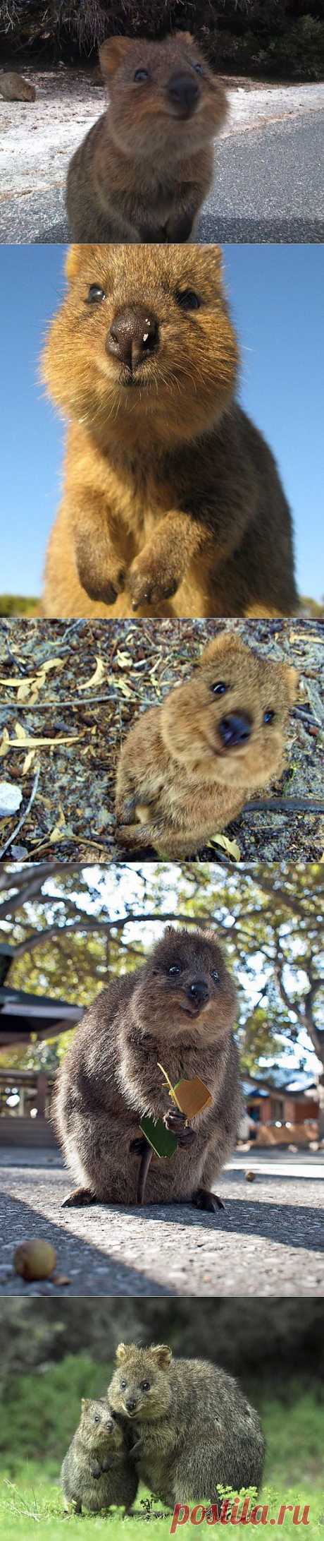 Улыбчивый зверек Квокка (Quokka)