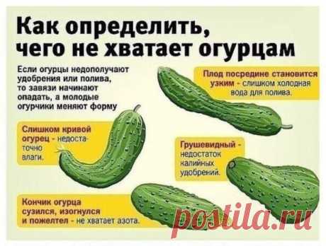 ღОпределяем чего не хватаем огурцам
