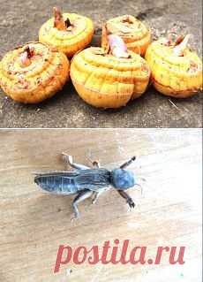 Сад и огород | Постила.ru