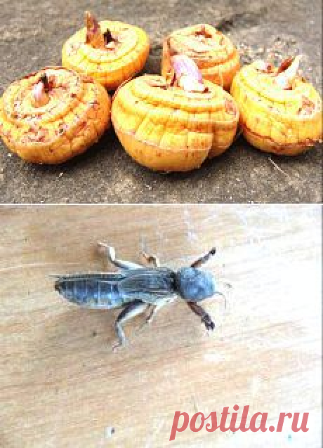 Сад и огород | Постила.ru