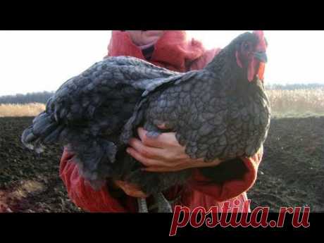 Огромные куры Джерсийский гигант. Размер на разных этапах.