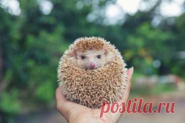 Einen Igel in der Tasche haben 

 Что означает эта фраза?
Еж в кармане/сумке?

 Разбираемся:

 Einen Igel in der Tasche haben 
(быть бережливым, экономным)

 Пример употребления:

Studenten in München müssen einen Igel in der Tasche haben. 
(Студенты в Мюнхене должны быть бережливыми)

 Habt ihr einen Igel in der Taschе? 

Понравился пост, отметь лайком 

 Не забудь подписаться !
vk.com/learning_germanonline

 #немецкийязык #полезныефразы #изучаемнемецкий