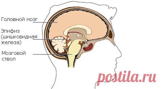 Эпифиз (шишковидная железа), функции, строение, болезни