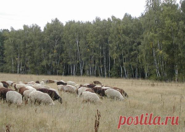 Овцы и бараны