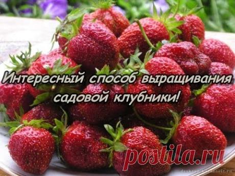 Интересный способ выращивания САДОВОЙ КЛУБНИКИ!