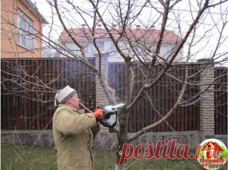 ОМОЛАЖИВАЮЩАЯ ОБРЕЗКА ЯБЛОНЬ ОСЕНЬЮ. 

Яблони — одно из самых распространенных плодовых деревьев в наших садах и на дачных участках. Многие деревья мы сажали сами, ещё саженцами, и они радуют нас богатым урожаем на протяжении долгих лет. Однако ни что не вечно и яблони в том числе. Со временем они стареют, и их урожайность значительно падает. Но не спешите пилить старое дерево. Восстановить плодоношение нам поможет омолаживающая обрезка яблонь осенью.

Перед тем как присту...