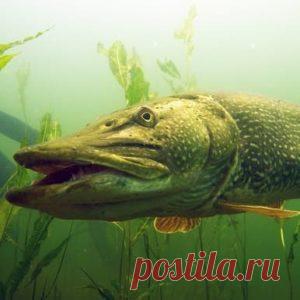 Купить живую рыбу оптом от производителя ОАО Рыбхоз Никитовский