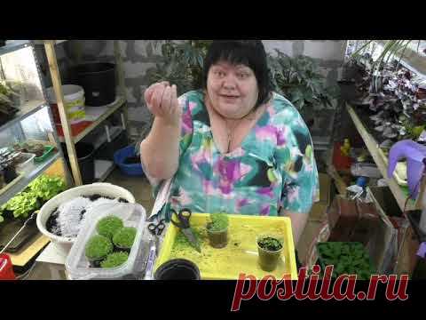 выращиваю лобелию двумя способами. стрижка лобелии часть 1