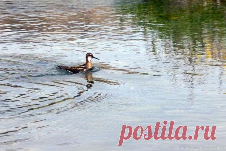 Пернатые Исландии в объективе Олега Слесарева — Фотоискусство