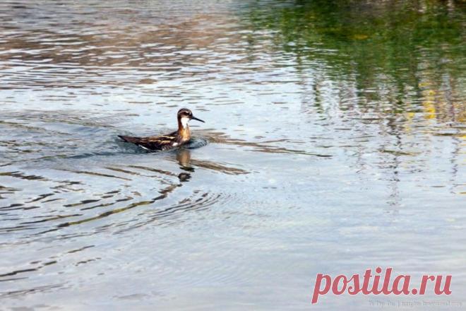 Пернатые Исландии в объективе Олега Слесарева — Фотоискусство