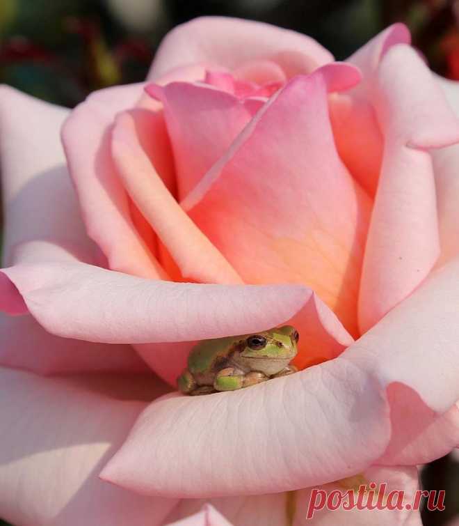 pink rose | Beautiful Pink Roses