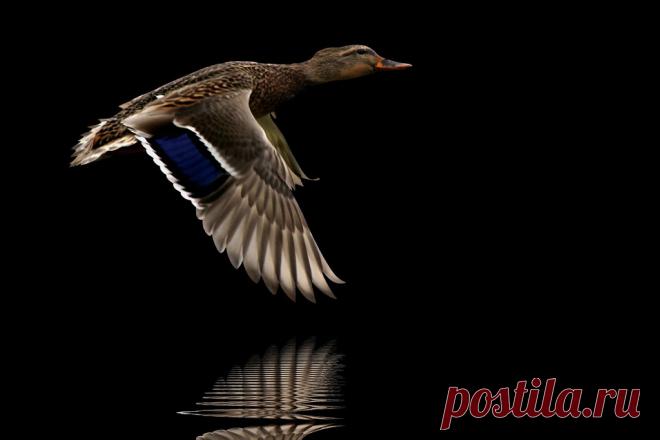 Flight just above water surface ©