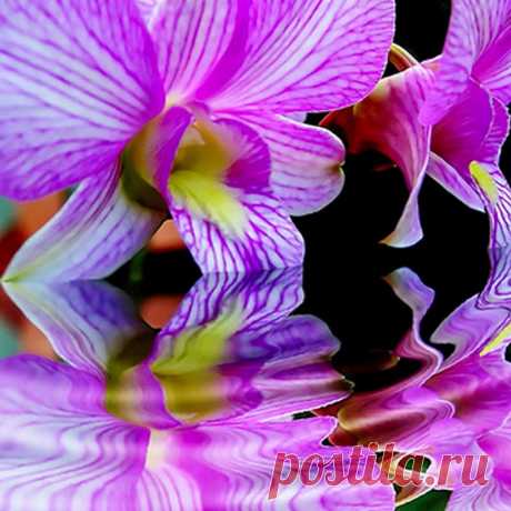 Watering orchids in the home - FloweryVale.ru