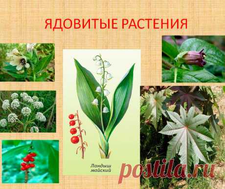 Виды ядовитых лекарственных растений — описание, фото, применение лекарственных растений