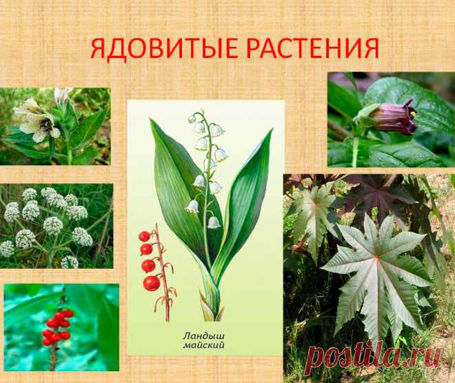 Виды ядовитых лекарственных растений — описание, фото, применение лекарственных растений