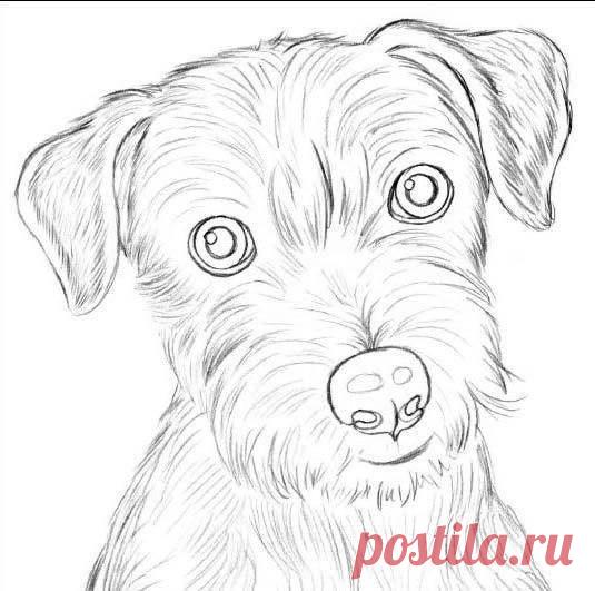 Рисуем собаку карандашом: джек рассел терьер — Сделай сам, идеи для творчества - DIY Ideas
