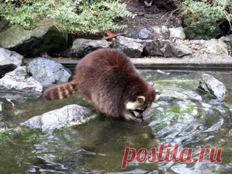 Очаровательные еноты в дикой природе (фото и гиф-картинки) — Наука и жизнь