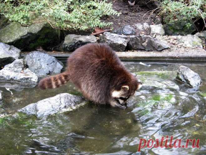 Очаровательные еноты в дикой природе (фото и гиф-картинки) — Наука и жизнь