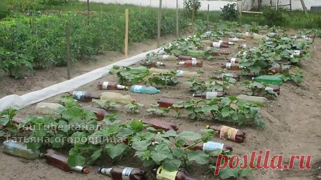 СРОЧНО! ЗАВЯЗЬ ОГУРЦОВ НЕ РАСТЁТ, ЧТО ДЕЛАТЬ?