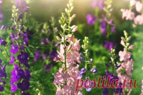 Какие многолетние цветы сажают и пересаживают осенью | Прочие многолетники (Огород.ru)