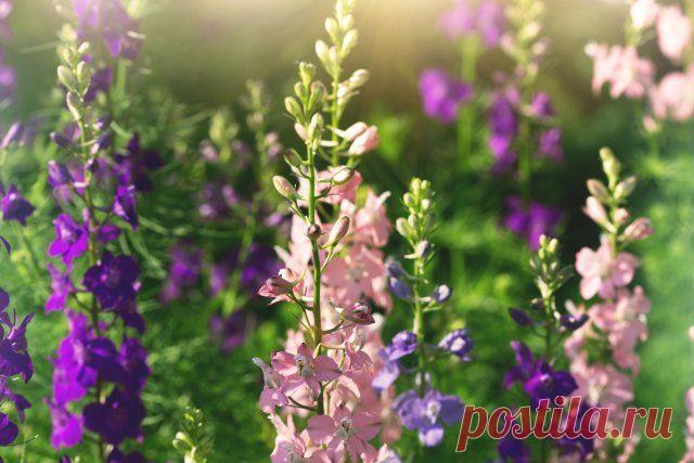 Какие многолетние цветы сажают и пересаживают осенью | Прочие многолетники (Огород.ru)