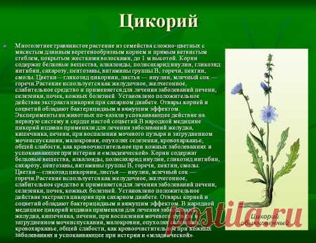 Цикорий