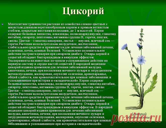 Цикорий