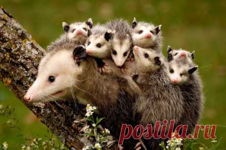 флора и фауна россии – Google Поиск