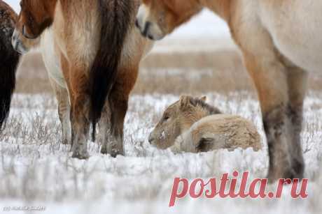 «Снежная зима в степях Оренбургского заповедника – повод для радости лошадей Пржевальского. Ведь нет их главного врага – гнуса. А это значит, что даже маленькие пржевалики могут сладко спать на снегу», – пишет автор фото Наталия Судец: nat-geo.ru/photo/user/337453/ Сладких снов!